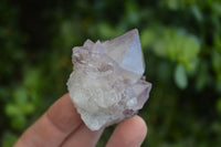 Natural Spirit Cactus Flower Quartz Crystals  x 20 From Boekenhouthoek, South Africa - Toprock Gemstones and Minerals