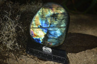 Polished Labradorite Standing Free Forms With Blue & Gold Flash  x 3 From Tulear, Madagascar - Toprock Gemstones and Minerals