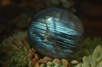 Polished  Flashy Labradorite Palm Stones  x 12 From Madagascar - Toprock Gemstones and Minerals