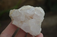 Natural Spirit Cactus Flower Quartz Clusters x 6 From Boekenhouthoek, South Africa - Toprock Gemstones and Minerals