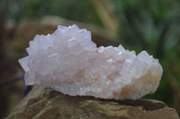 Natural Spirit Cactus Flower Quartz Clusters x 6 From Boekenhouthoek, South Africa - Toprock Gemstones and Minerals