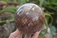 Polished Petrified Podocarpus Wood Sphere & Stand  x 2 From Mahajanga, Madagascar - Toprock Gemstones and Minerals
