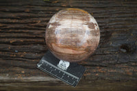 Polished Petrified Podocarpus Wood Sphere & Stand  x 2 From Mahajanga, Madagascar - Toprock Gemstones and Minerals
