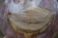 Polished Petrified Podocarpus Wood Sphere & Stand  x 2 From Mahajanga, Madagascar - Toprock Gemstones and Minerals