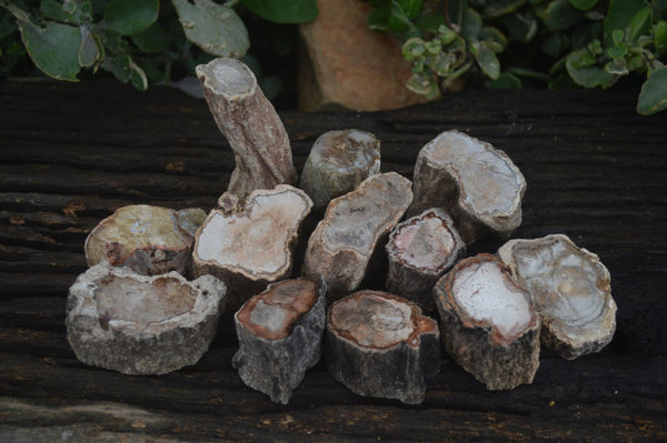 Polished Petrified Wood Branch Pieces  x 12 From Mahajanga, Madagascar - Toprock Gemstones and Minerals 