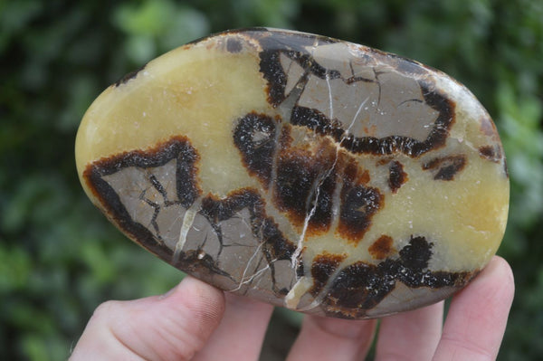 Polished Septerye Free Form Slices   x 6 From Madagascar