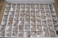 Natural Royal Zulu Window Amethyst Crystals x 70 From, South Africa - Toprock Gemstones and Minerals