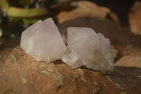 Natural White Cactus Flower Spirit Quartz Specimens x 12 From Boekenhouthoek, South Africa - Toprock Gemstones and Minerals
