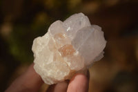 Natural White Cactus Flower Spirit Quartz Specimens x 12 From Boekenhouthoek, South Africa - Toprock Gemstones and Minerals