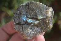Natural Rough Labradorite Cobbed Specimens  x 35 From Tulear, Madagascar - Toprock Gemstones and Minerals