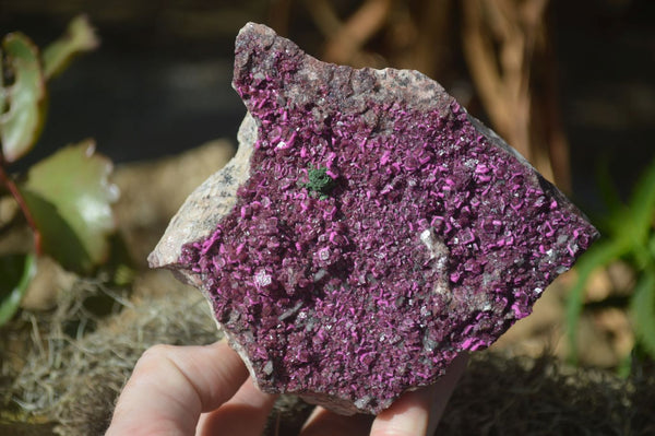 Natural Extra Large Pink Salrose Dolomite Specimen x 1 From Kakanda, Congo - Toprock Gemstones and Minerals 