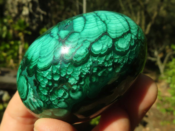 Polished Gorgeous Flower Banded Malachite Eggs  x 2 From Congo