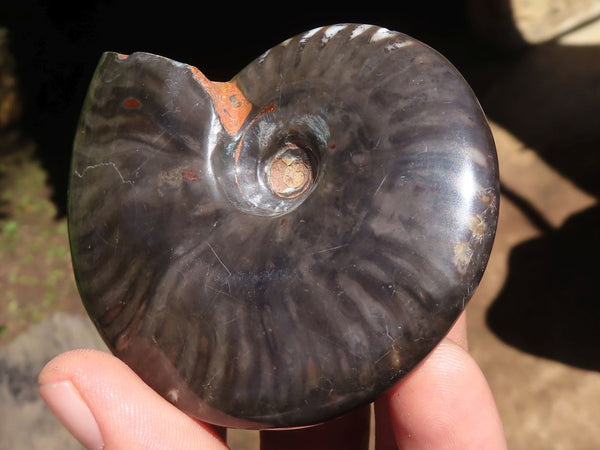 Polished Whole Black Calliphylloceras Ammonite Fossils  x 6 From Mahajanga, Madagascar - Toprock Gemstones and Minerals 
