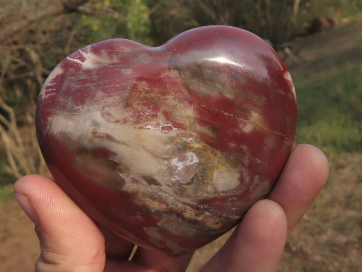 Polished Petrified Red Podocarpus Wood Hearts x 2 From Mahajanga, Madagascar - TopRock
