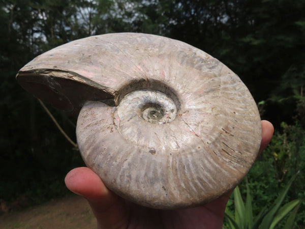 Polished Large Iridescent Ammonite Fossil x 1 From Madagascar - TopRock