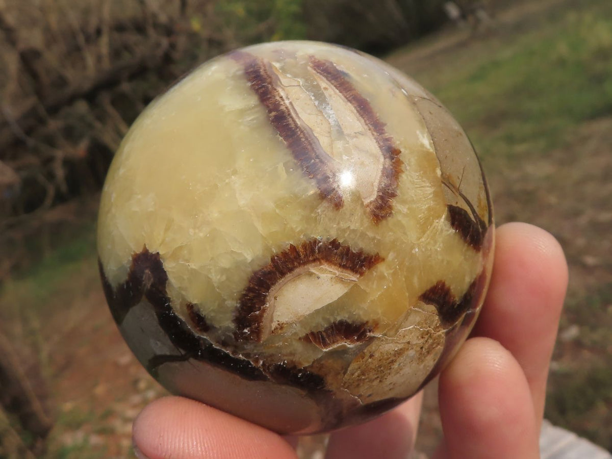 Polished Septaria (Calcite & Aragonite) Spheres x 5 From Madagascar - TopRock