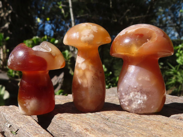 Polished Coral Flower Agate Small Mushrooms  x 20 From Madagascar - Toprock Gemstones and Minerals 