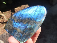 Polished Labradorite Standing Free Forms With Blue & Gold Flash  x 6 From Tulear, Madagascar - Toprock Gemstones and Minerals