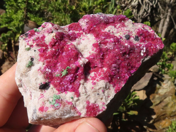 Natural Bright Pink Salrose Cobaltion Dolomite Specimens  x 3 From Congo - Toprock Gemstones and Minerals 