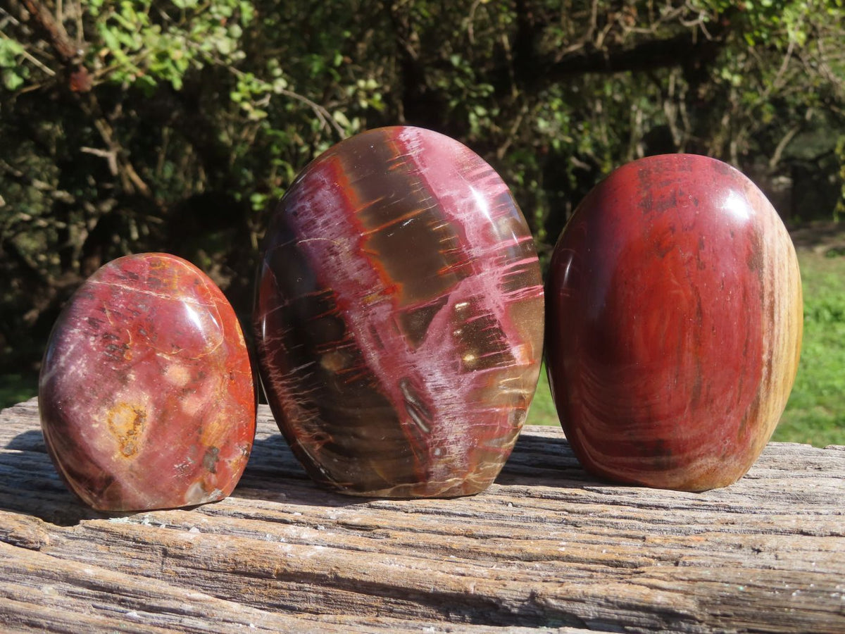 Polished Petrified Red Wood Standing Free Forms With Stunning Shades Of Pink x 3 From Mahajanga, Madagascar - TopRock