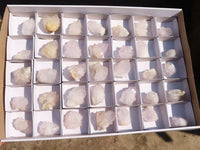 Natural White Cactus Flower Spirit Quartz Specimens x 35 From Boekenhouthoek, South Africa - Toprock Gemstones and Minerals