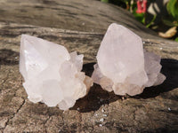 Natural White Cactus Flower Spirit Quartz Specimens x 35 From Boekenhouthoek, South Africa - Toprock Gemstones and Minerals