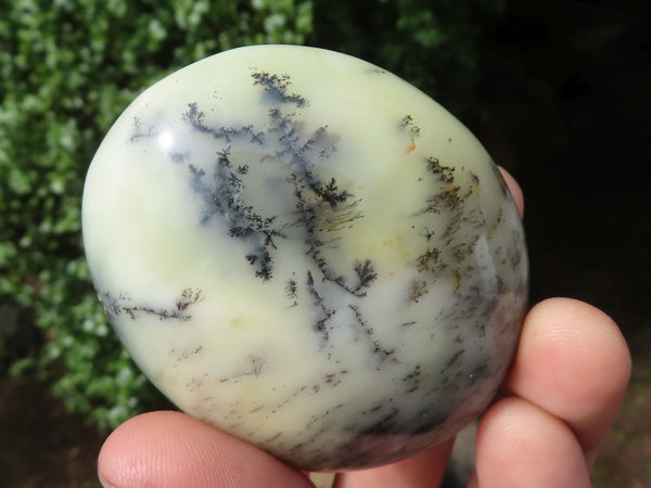 Polished Yellow Dendritic Agate Palm Stones  x 12 From Madagascar - TopRock