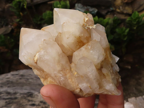 Natural Single Pineapple Candle Quartz Crystals  x 6 From Madagascar - Toprock Gemstones and Minerals 