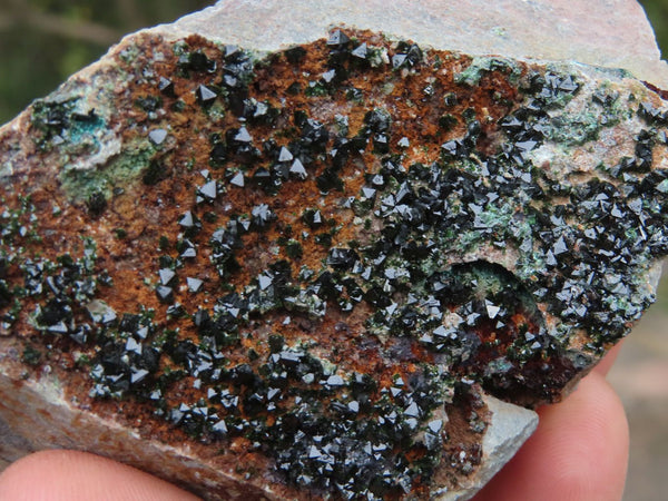 Natural Rare Copper Phosphate Libethenite On Dolomite Clusters x 2 From Shituru, Congo - TopRock