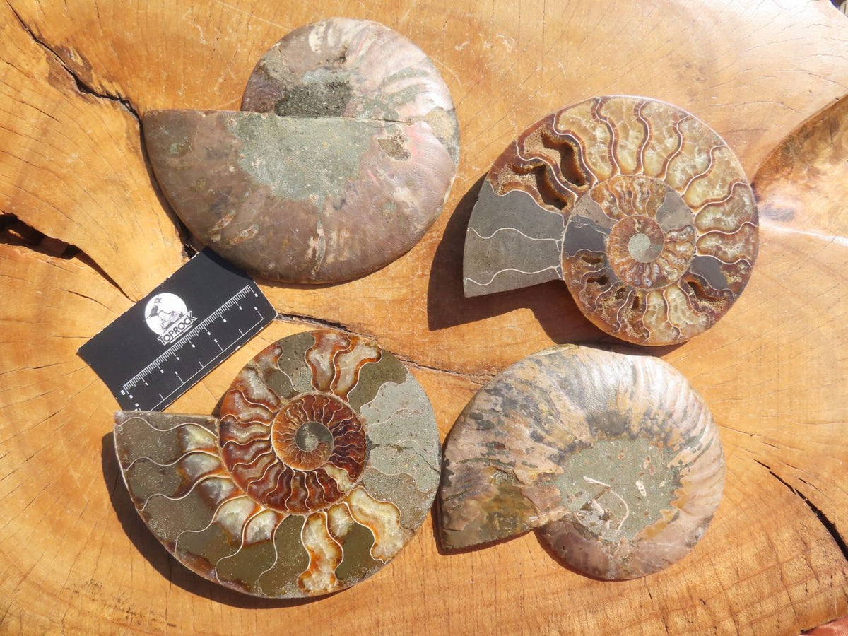 Polished Cut Ammonite Fossil Pairs x 2 From Tulear, Madagascar - TopRock