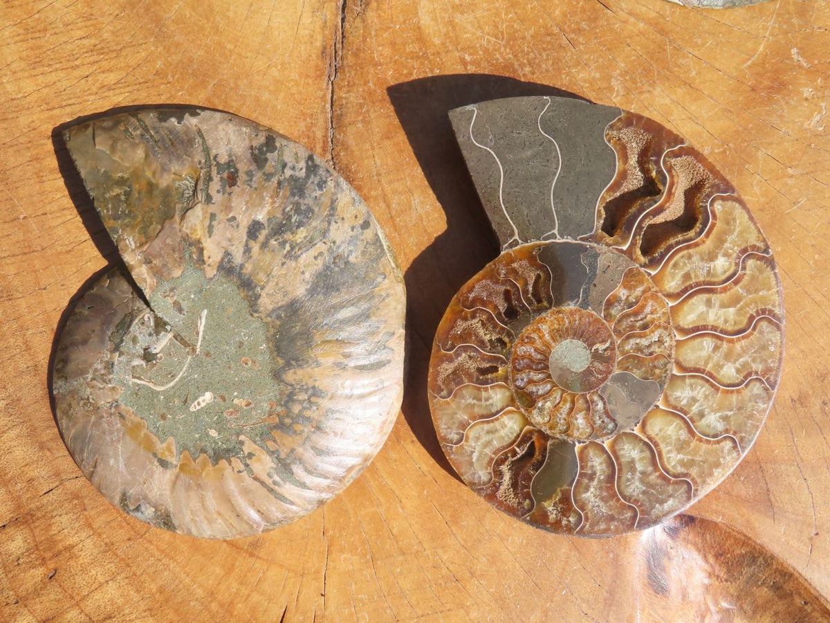 Polished Cut Ammonite Fossil Pairs x 2 From Tulear, Madagascar - TopRock