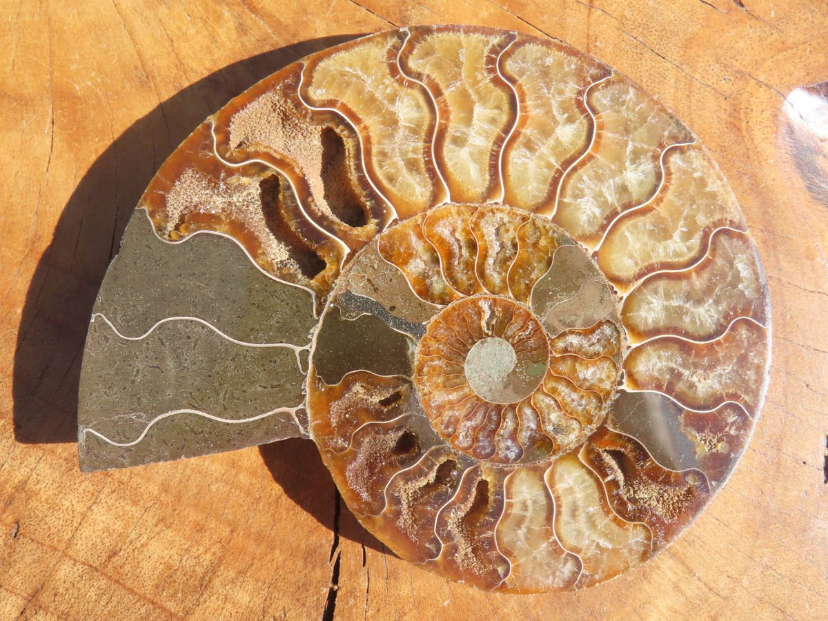 Polished Cut Ammonite Fossil Pairs x 2 From Tulear, Madagascar - TopRock