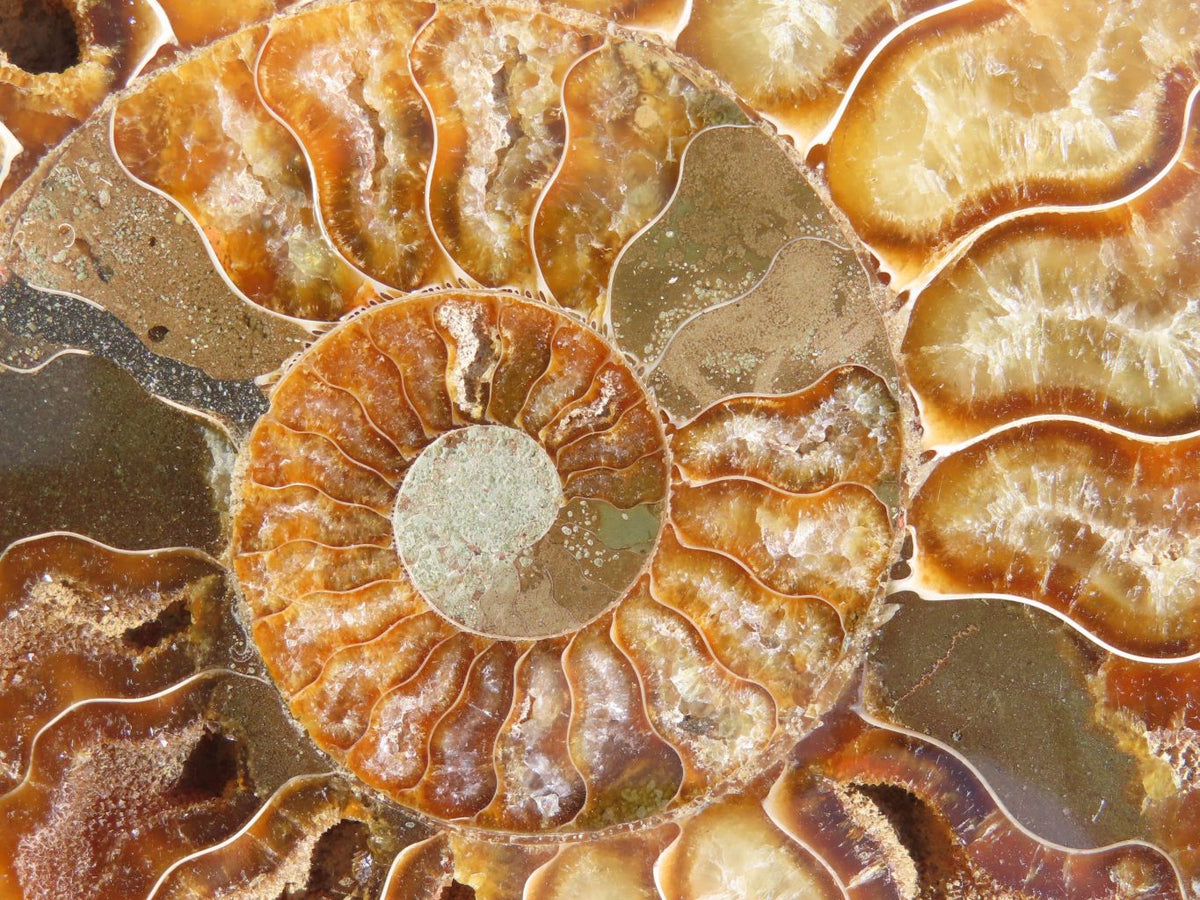 Polished Cut Ammonite Fossil Pairs x 2 From Tulear, Madagascar - TopRock