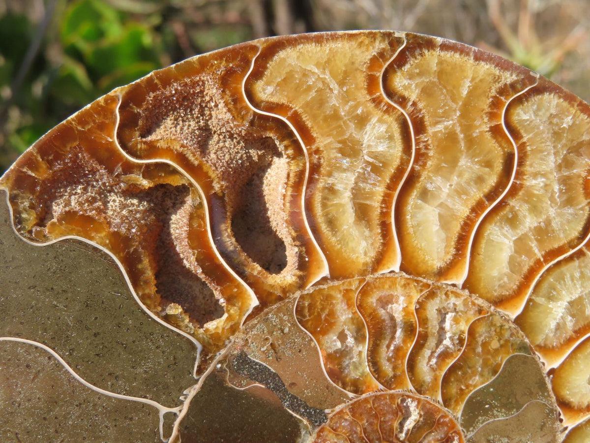 Polished Cut Ammonite Fossil Pairs x 2 From Tulear, Madagascar - TopRock