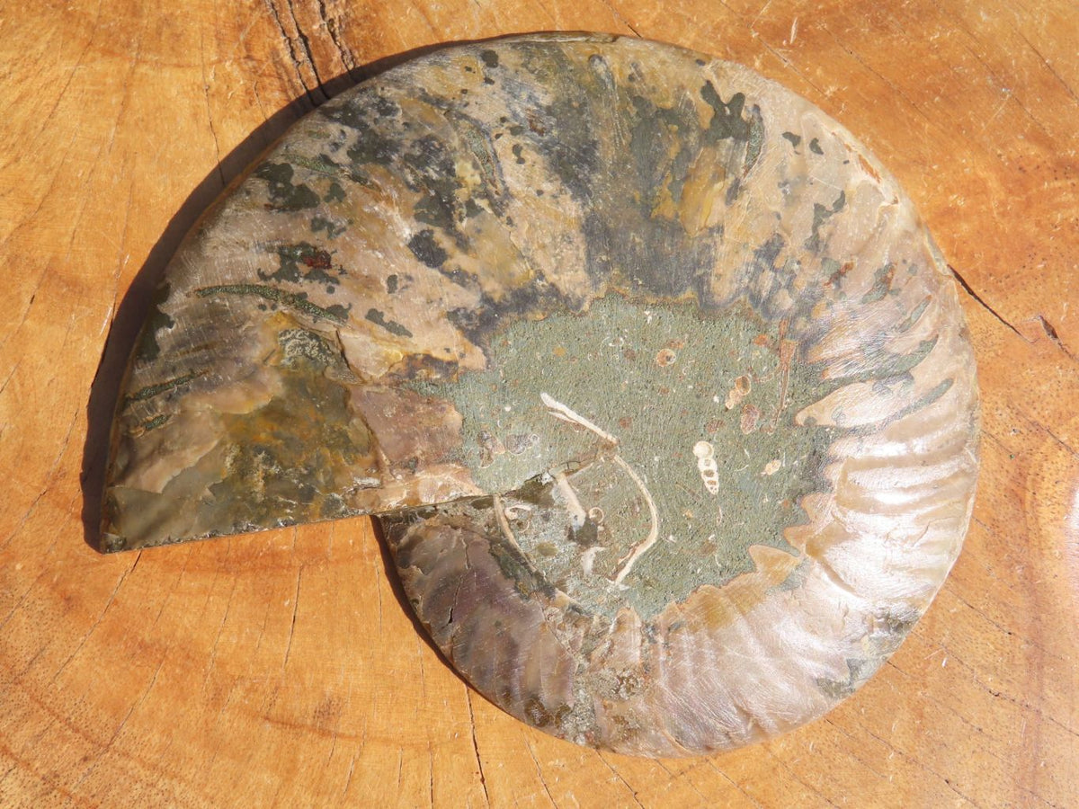 Polished Cut Ammonite Fossil Pairs x 2 From Tulear, Madagascar - TopRock