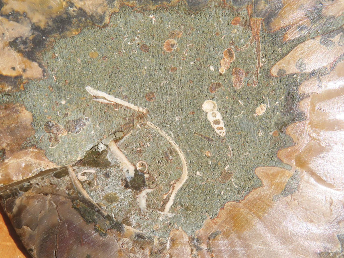 Polished Cut Ammonite Fossil Pairs x 2 From Tulear, Madagascar - TopRock