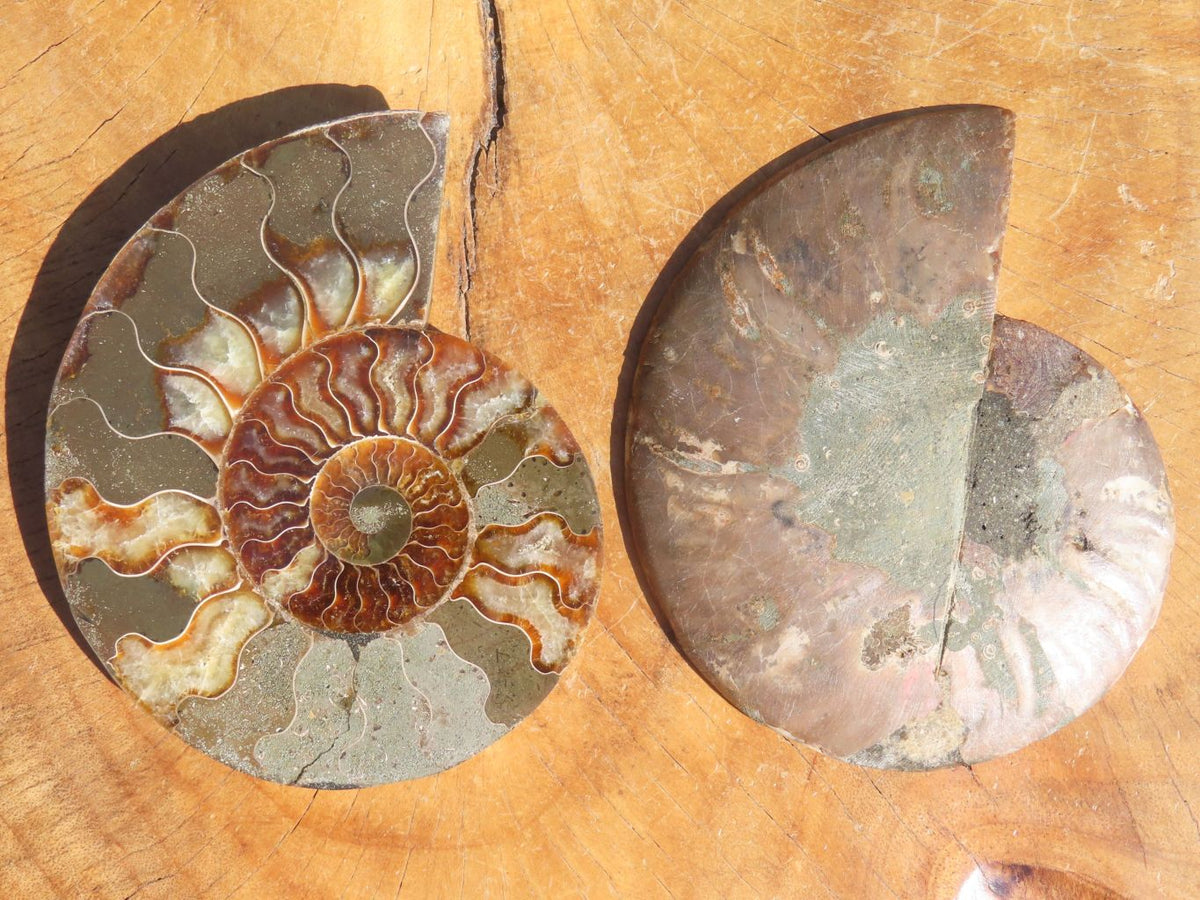 Polished Cut Ammonite Fossil Pairs x 2 From Tulear, Madagascar - TopRock