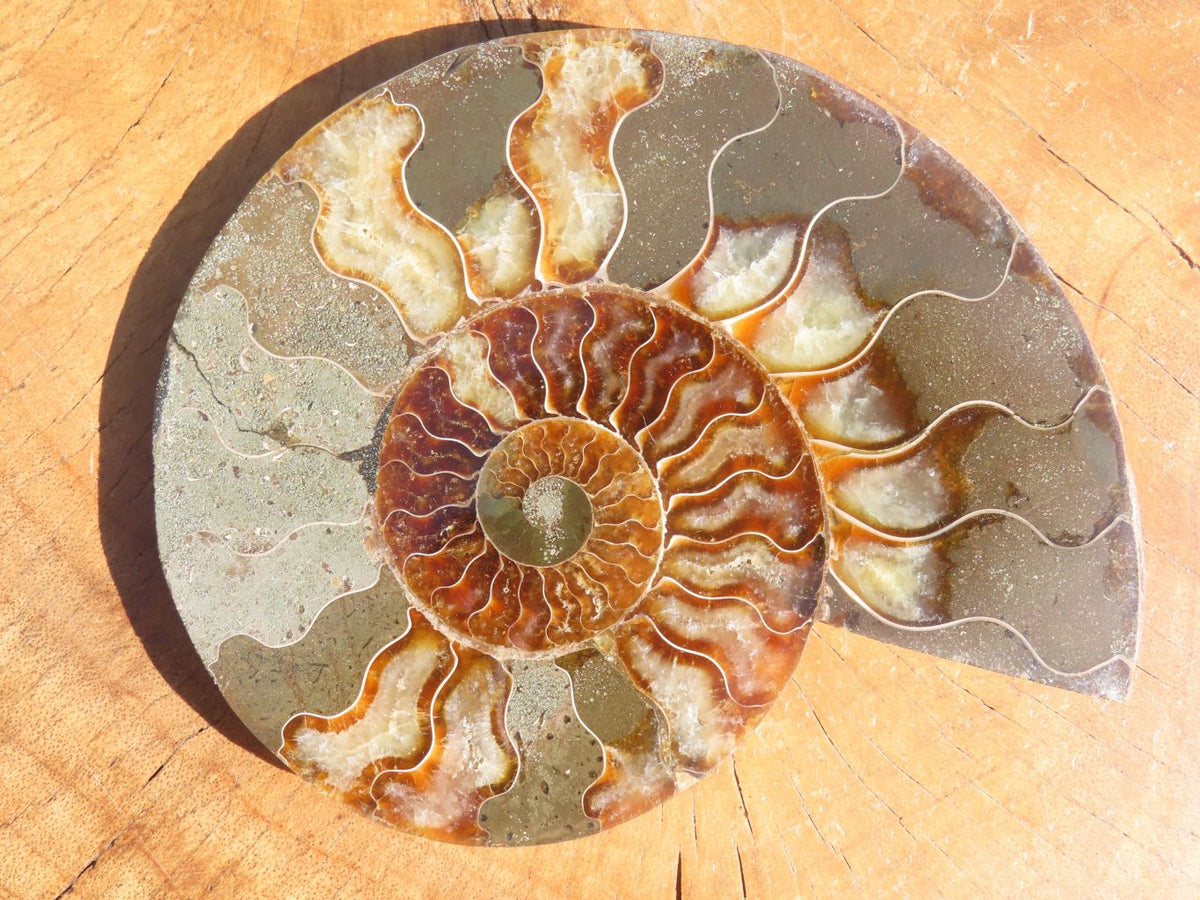 Polished Cut Ammonite Fossil Pairs x 2 From Tulear, Madagascar - TopRock