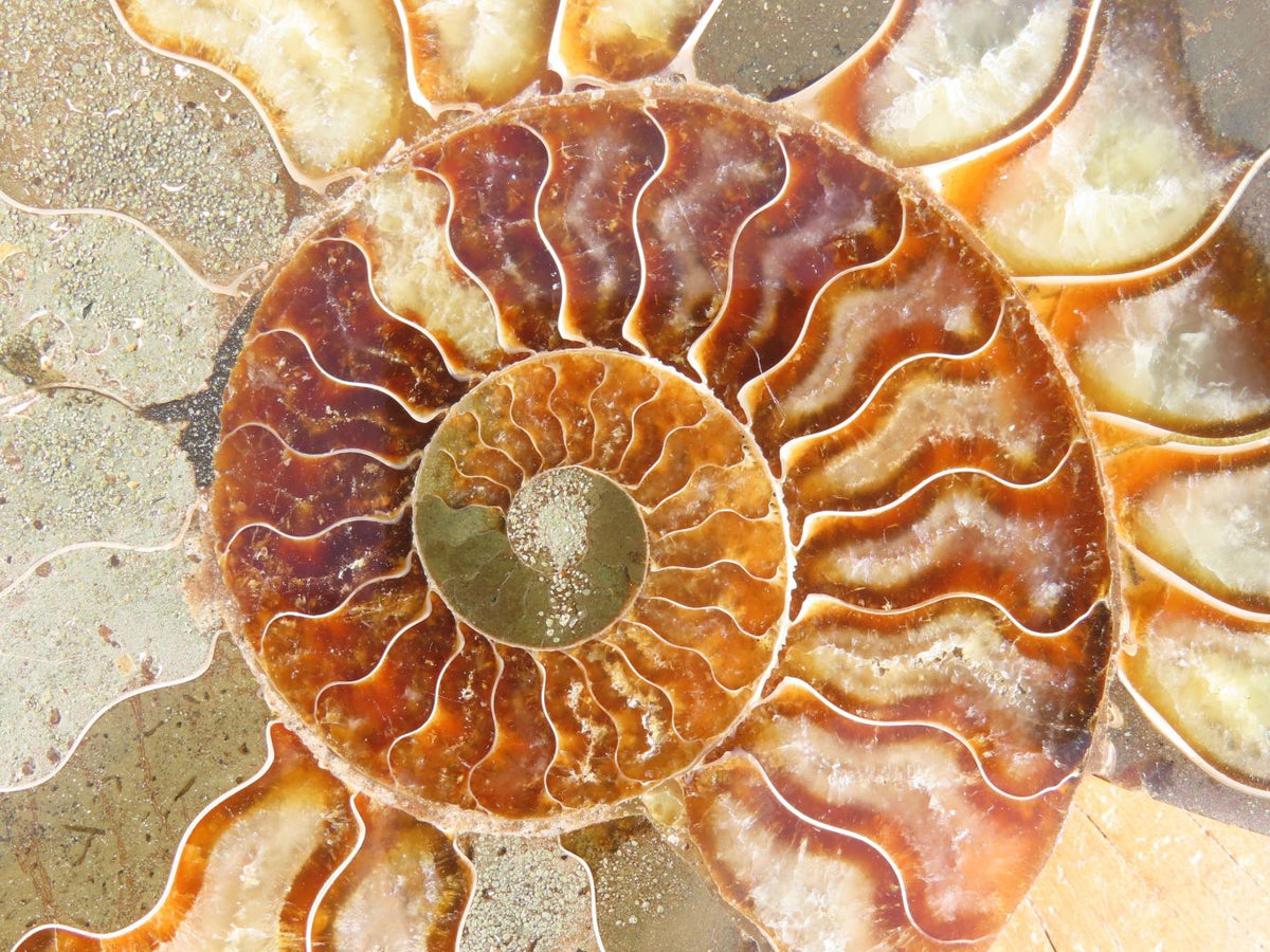 Polished Cut Ammonite Fossil Pairs x 2 From Tulear, Madagascar - TopRock