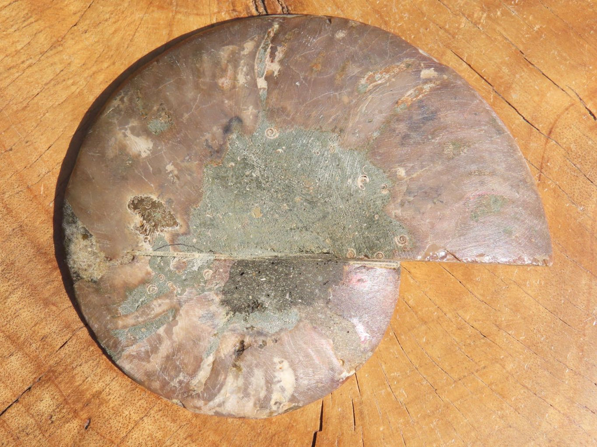 Polished Cut Ammonite Fossil Pairs x 2 From Tulear, Madagascar - TopRock
