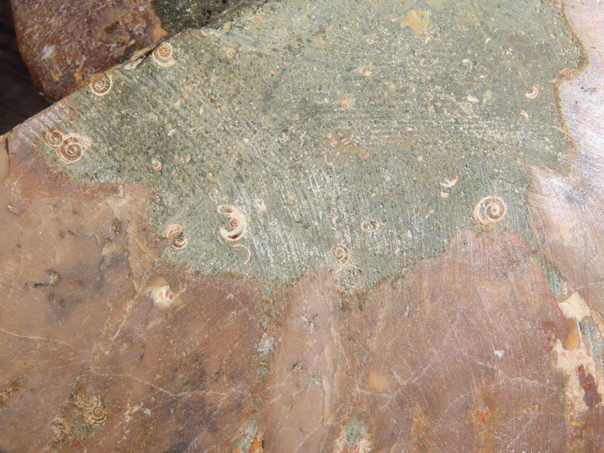 Polished Cut Ammonite Fossil Pairs x 2 From Tulear, Madagascar - TopRock
