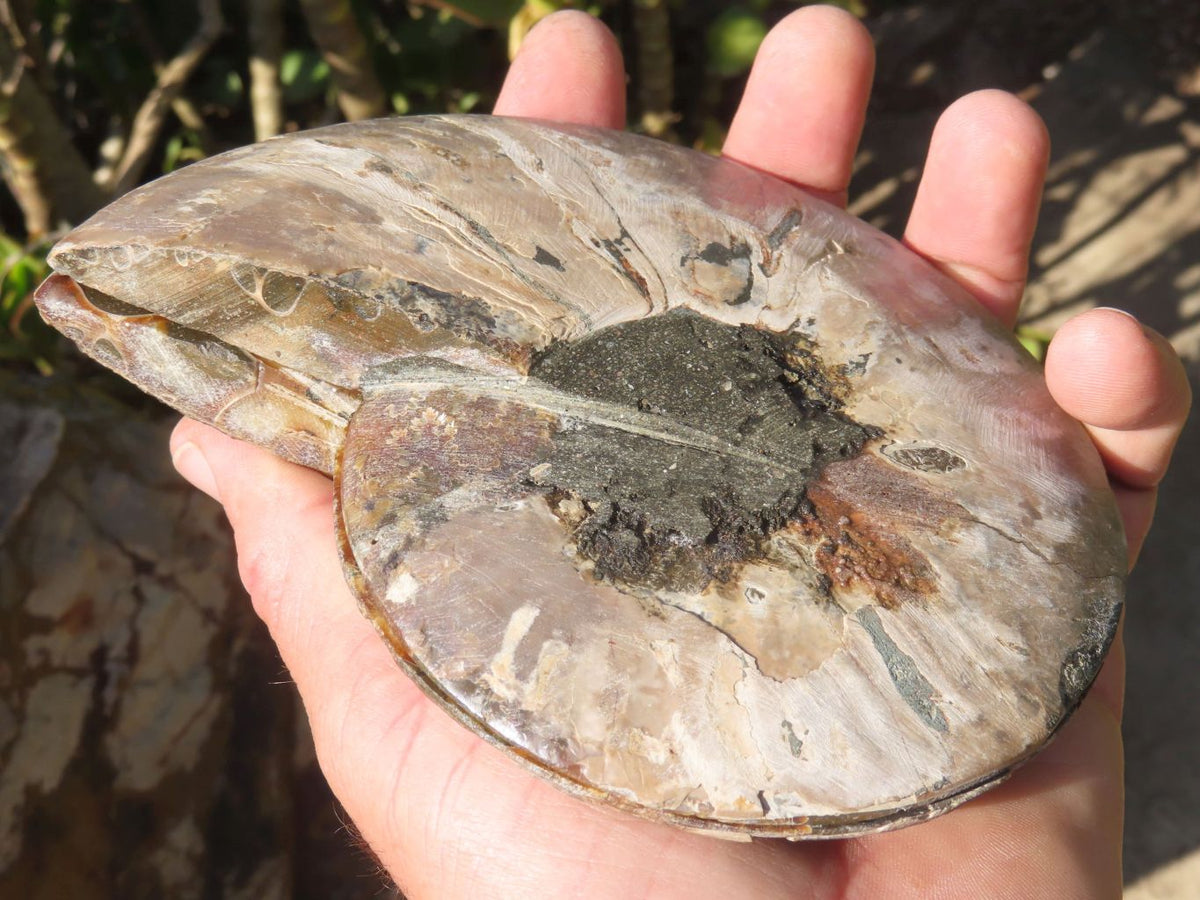 Polished Cut Ammonite Fossil Pairs x 2 From Tulear, Madagascar - TopRock