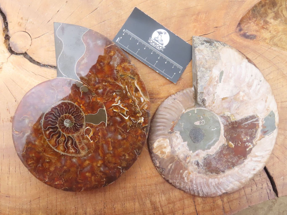 Polished Cut Ammonite Fossil Pair x 1 From Madagascar - TopRock