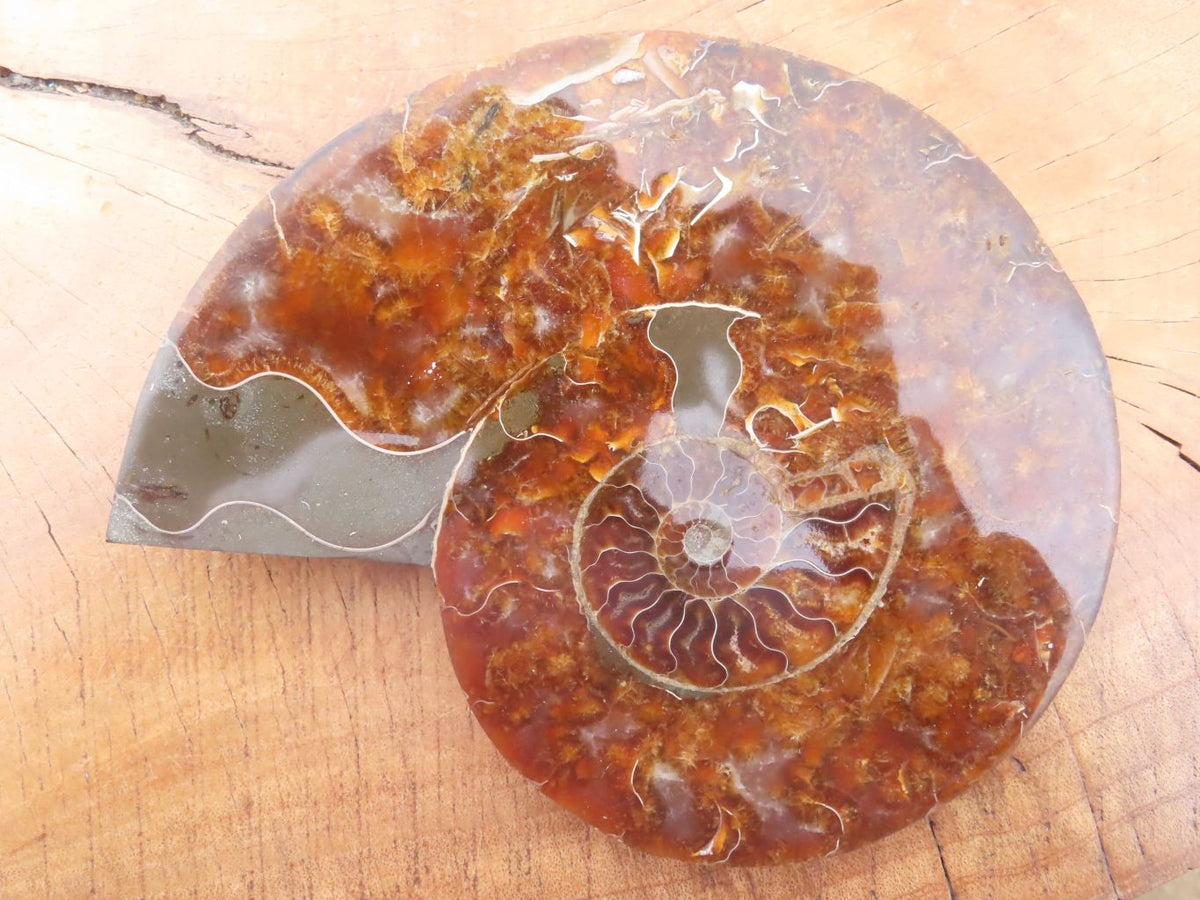 Polished Cut Ammonite Fossil Pair x 1 From Madagascar - TopRock
