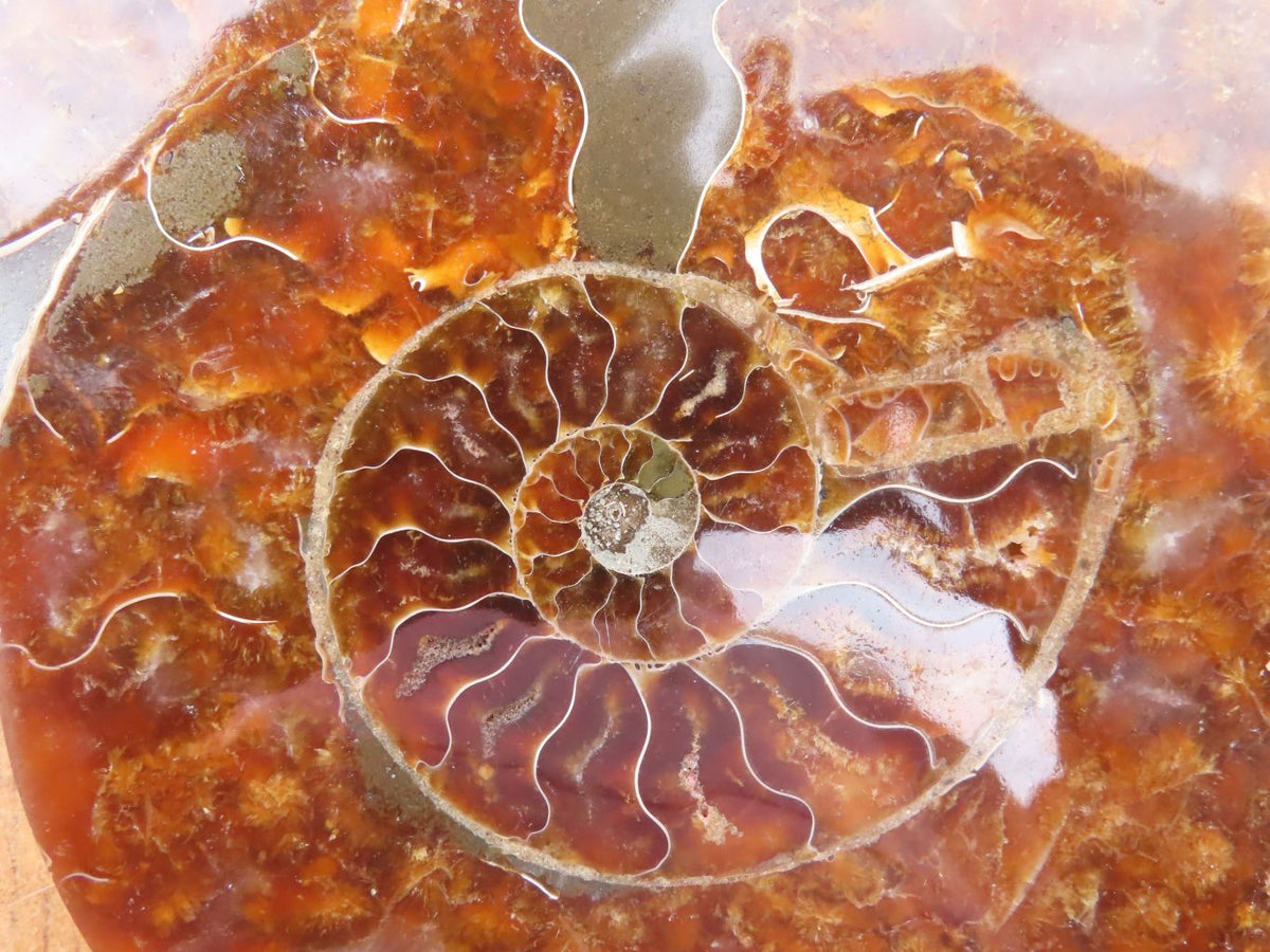 Polished Cut Ammonite Fossil Pair x 1 From Madagascar - TopRock
