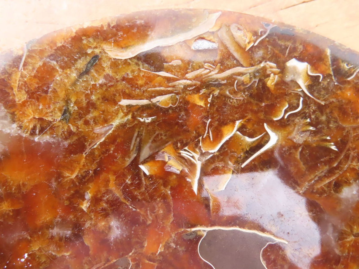 Polished Cut Ammonite Fossil Pair x 1 From Madagascar - TopRock
