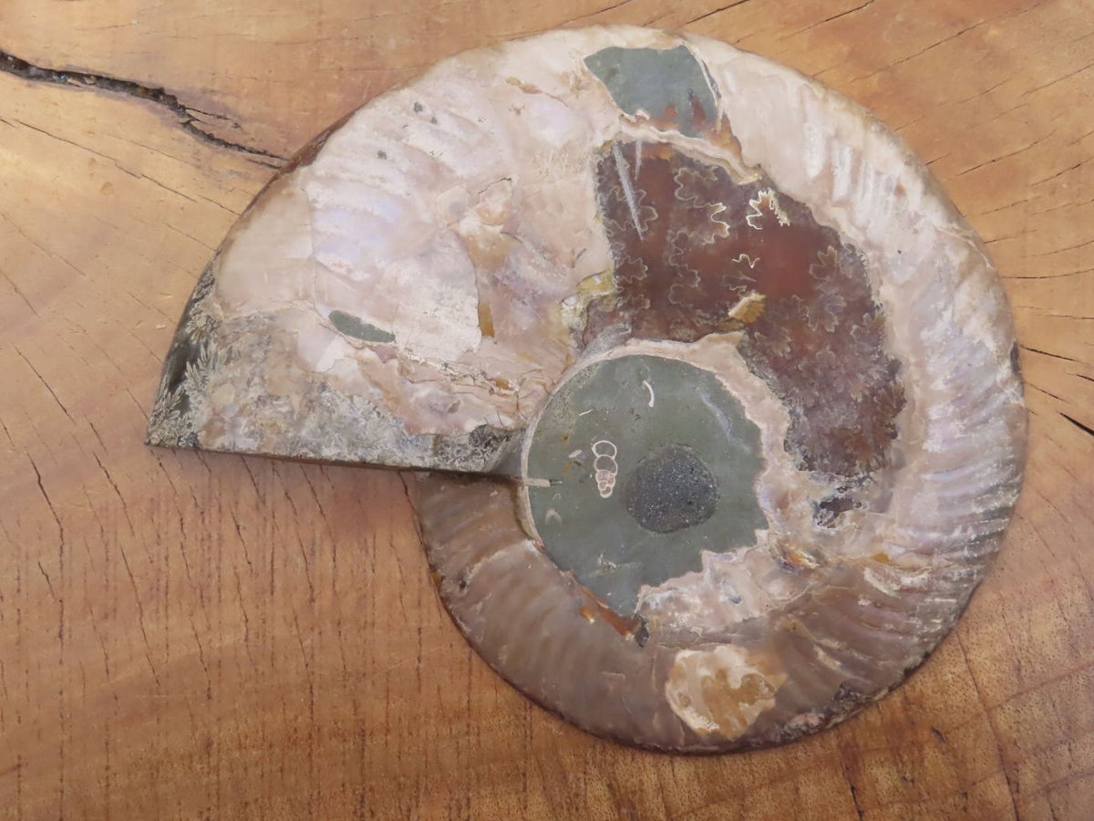 Polished Cut Ammonite Fossil Pair x 1 From Madagascar - TopRock