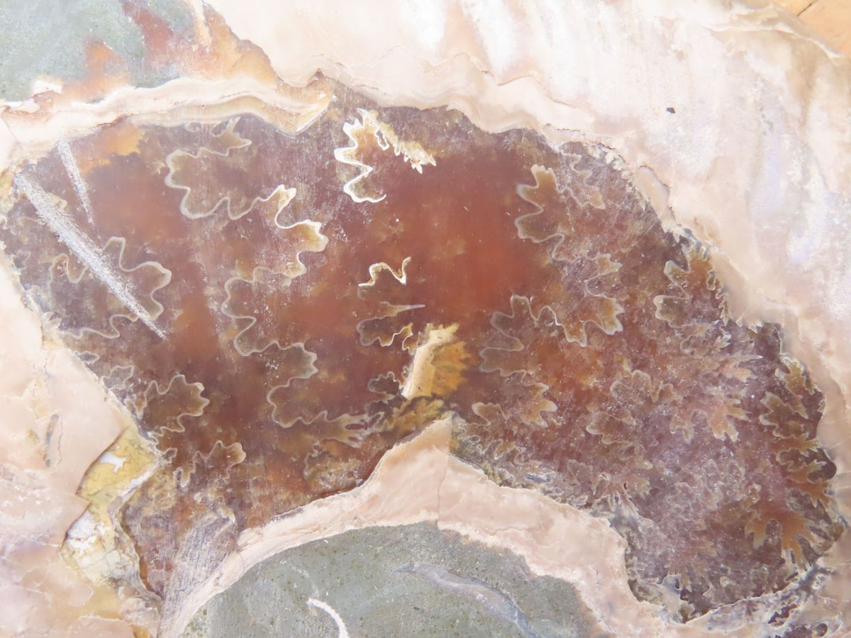 Polished Cut Ammonite Fossil Pair x 1 From Madagascar - TopRock