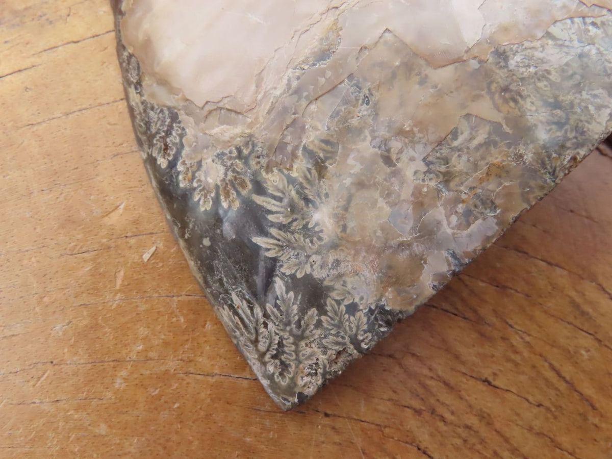 Polished Cut Ammonite Fossil Pair x 1 From Madagascar - TopRock