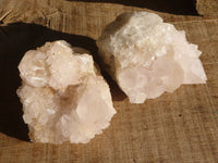 Natural White Cactus Flower Spirit Quartz Specimens x 12 From Boekenhouthoek, South Africa - Toprock Gemstones and Minerals